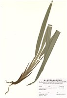 藏品(桔梗蘭)的圖片